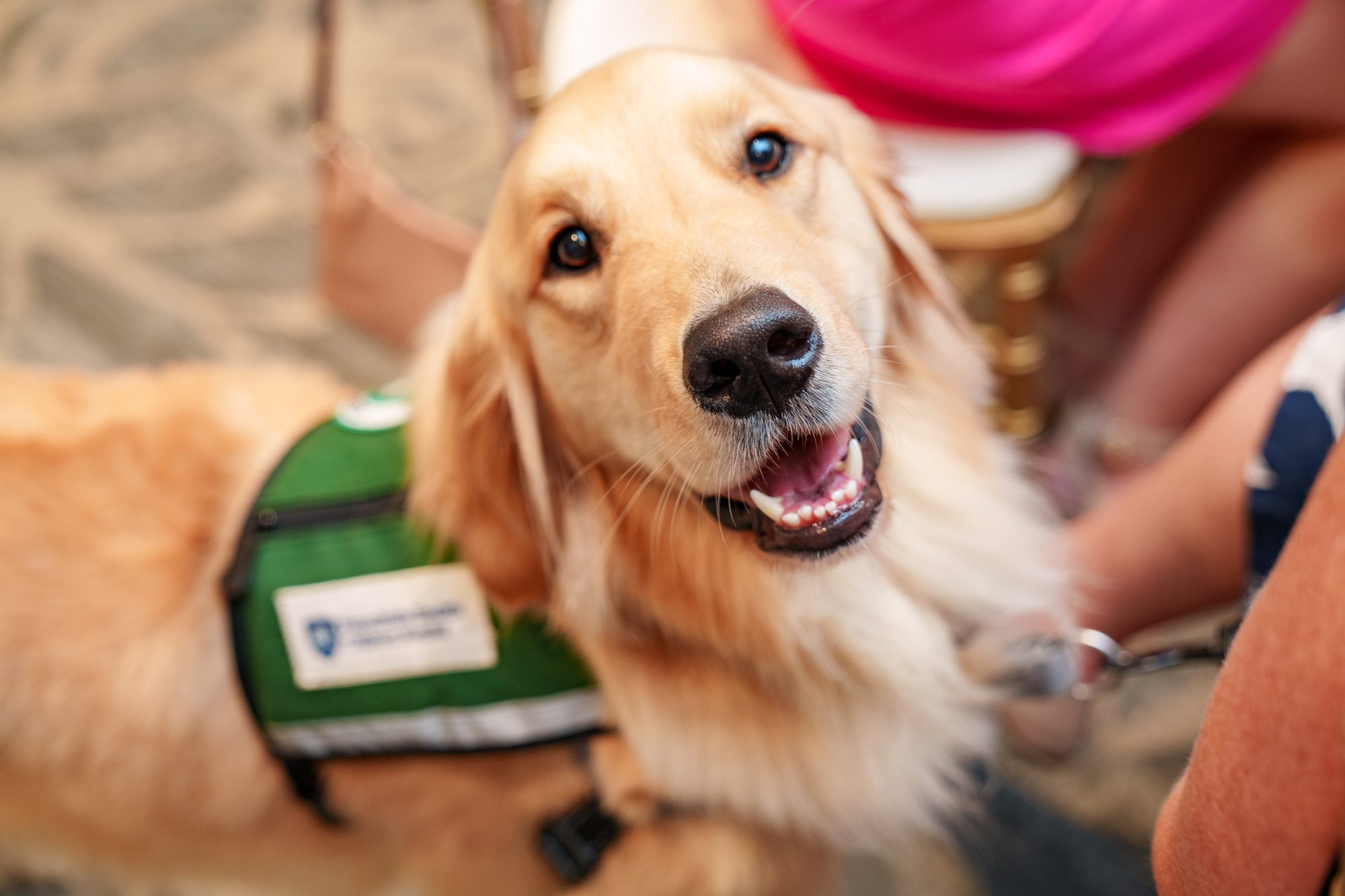 golden retriever facility service dog
